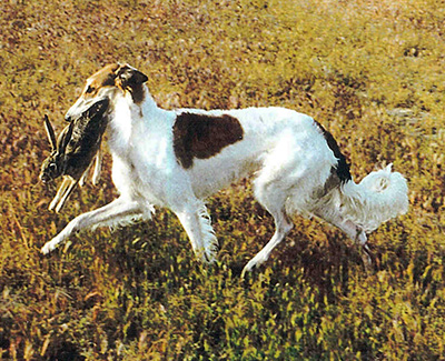 Top Open Field Courser 2003